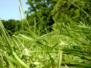Зеленая трава - скачать обои на рабочий стол