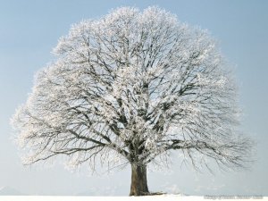 Снежное дерево - скачать обои на рабочий стол