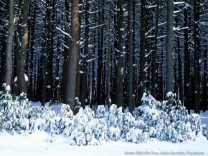 Дремучий зимний лес - скачать обои на рабочий стол