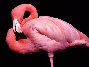 Позирующий фламинго - скачать обои на рабочий стол