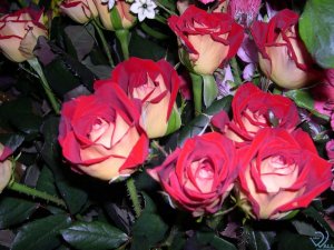 Бархатные розы - скачать обои на рабочий стол