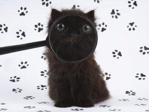 Обои для рабочего стола: Черный котик