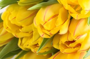 Обои для рабочего стола: Цветы тюльпаны