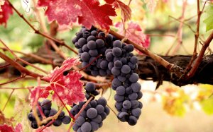 Виноградная гроздь - скачать обои на рабочий стол