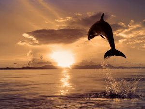 Дельфин в воздухе - скачать обои на рабочий стол