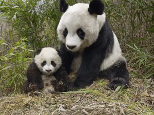 Панда с малышом - скачать обои на рабочий стол
