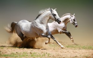 Пара лошадей - скачать обои на рабочий стол