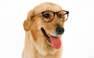 Обои для рабочего стола: Собака в очках