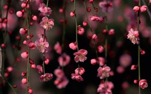Цветы сакуры - скачать обои на рабочий стол