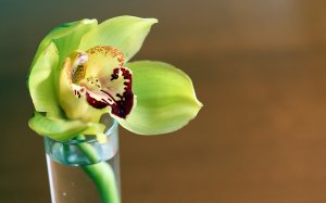 Цветок орхидеи - скачать обои на рабочий стол
