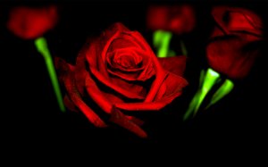 Розы темно-алые - скачать обои на рабочий стол