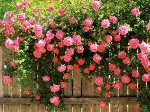 Розовая изгородь - скачать обои на рабочий стол