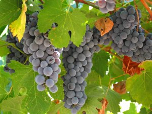 Урожай винограда - скачать обои на рабочий стол