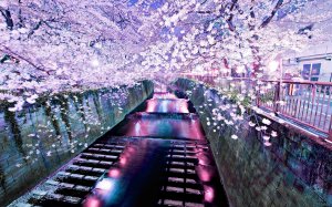 Цветение сакуры - скачать обои на рабочий стол