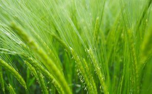 Зеленая пшеница - скачать обои на рабочий стол
