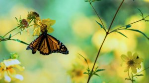 Бабочка на цветке - скачать обои на рабочий стол