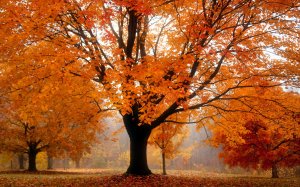 Осенние краски в парке - скачать обои на рабочий стол