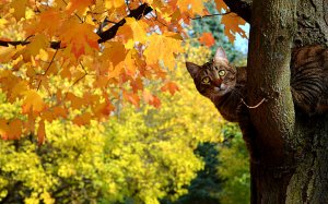 Кот на дереве - скачать обои на рабочий стол