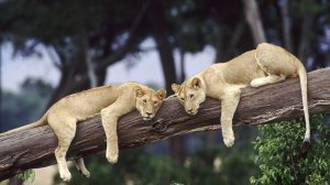 Львы на дереве - скачать обои на рабочий стол