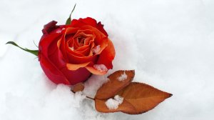Роза на снегу - скачать обои на рабочий стол