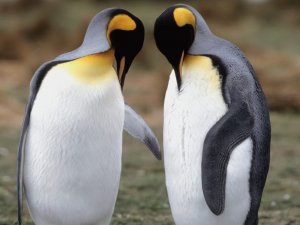 Пара пингвинов - скачать обои на рабочий стол