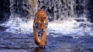 Тигр у водопада - скачать обои на рабочий стол