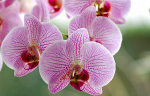 Лица орхидеи - скачать обои на рабочий стол