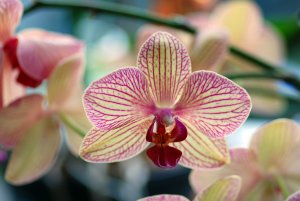 Обои для рабочего стола: Полосатая орхидея