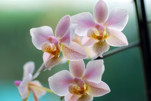 Ветка орхидей - скачать обои на рабочий стол