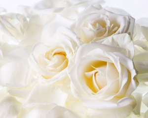 Нежность белых роз - скачать обои на рабочий стол