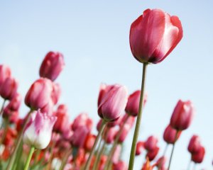Поле тюльпанов - скачать обои на рабочий стол
