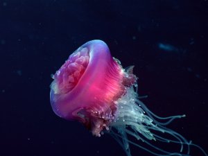 Малиновая медуза - скачать обои на рабочий стол