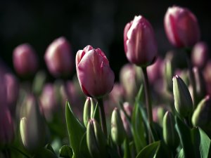 Поле тюльпанов - скачать обои на рабочий стол