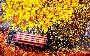 Золото осенней листвы - скачать обои на рабочий стол