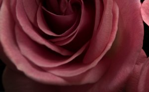 Роза необычного цвета - скачать обои на рабочий стол