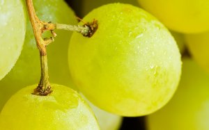Ягоды винограда - скачать обои на рабочий стол
