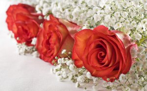 Розы в окружении - скачать обои на рабочий стол