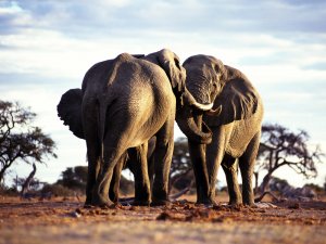 Слоновья дуэль - скачать обои на рабочий стол