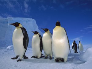 Пингвинья стая - скачать обои на рабочий стол