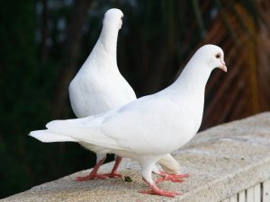 Обои для рабочего стола: Пара голубков