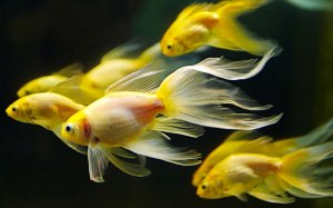 Желтохвостые рыбки - скачать обои на рабочий стол