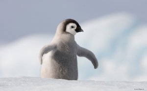 Пингвиненок-птенец - скачать обои на рабочий стол