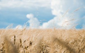 Пшеничное поле - скачать обои на рабочий стол
