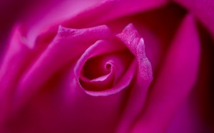 Розовая роза - скачать обои на рабочий стол