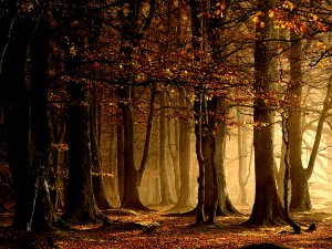 Осенний лес - скачать обои на рабочий стол