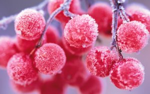 Замороженные ягоды - скачать обои на рабочий стол