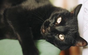 Угольная кошка - скачать обои на рабочий стол