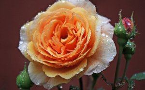 Роза в росе - скачать обои на рабочий стол