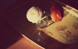 Розы в стакане - скачать обои на рабочий стол