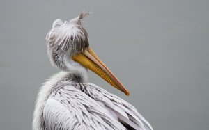 Чудо-пеликан - скачать обои на рабочий стол